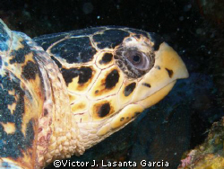 turtle face {carey} in la chimenea dive site at parguera ... by Victor J. Lasanta Garcia 